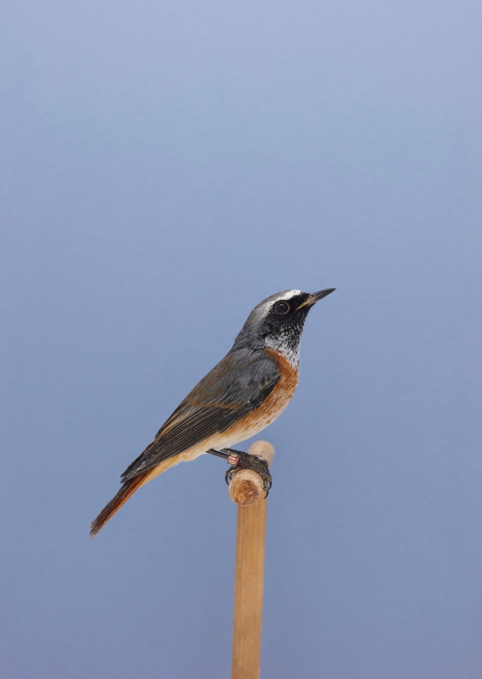 Luke Stephenson, Common Redstart #1