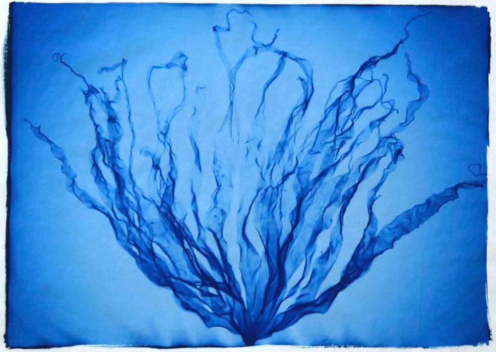 Nick Veasey Laminaria Hyperborea