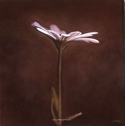 Osteospermum II, hand-colored gelatin silver print, 32 x 32 inches