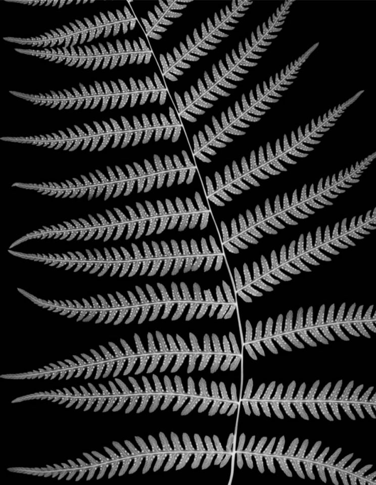 Northern Lady Fern, 2005