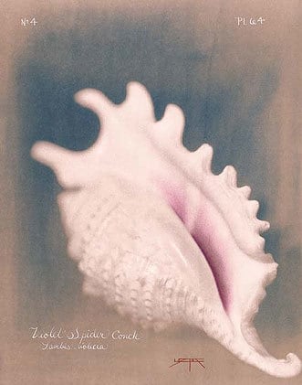 Violet Spider Conch, 2005