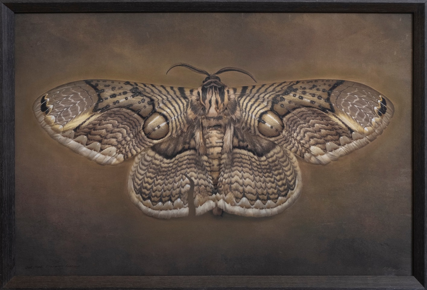 Brahmaea hearseyi, Owl Moth, 2024