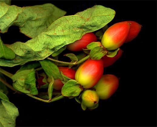 #15 Palm Flotsaneaeum, giclée print