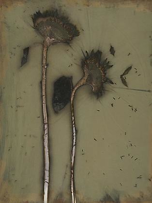 Sunflower 07-14, 2007