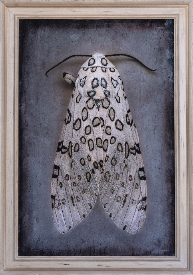 Hypercompe scribonia, Gaint Lepoard Moth II, 2024