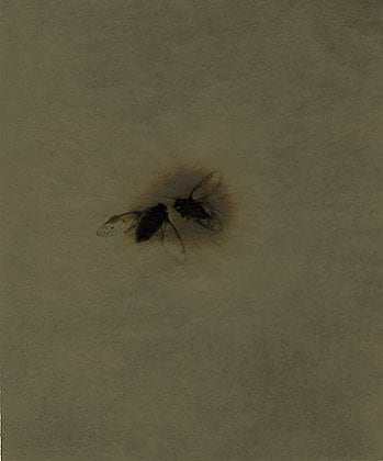 Cicada #10 photogenic drawing