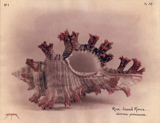 Rose-branch Murex, 2004