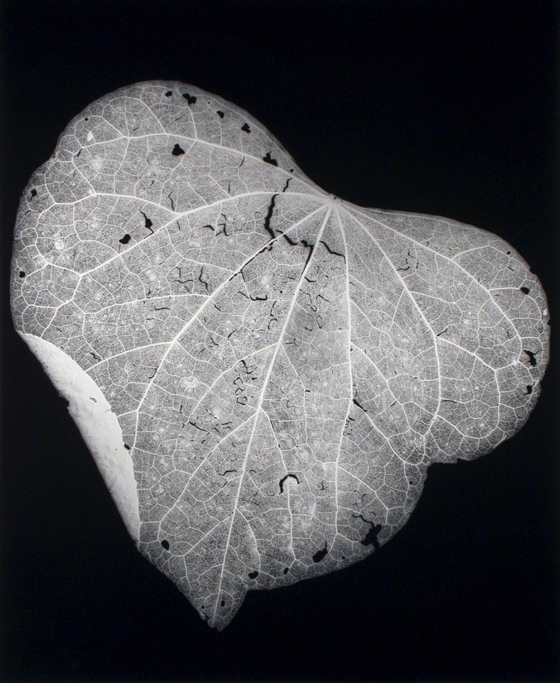 English Ivy, 1988