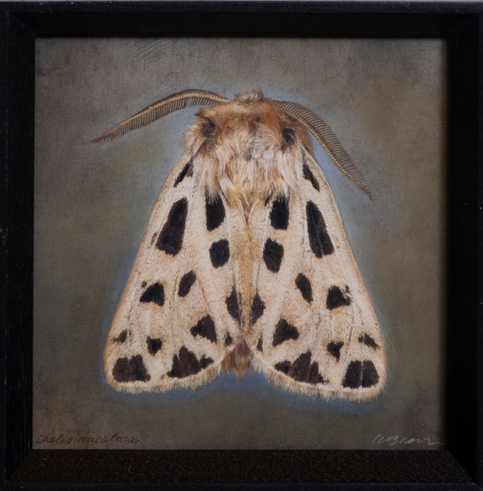 Chelis maculosa, 2025