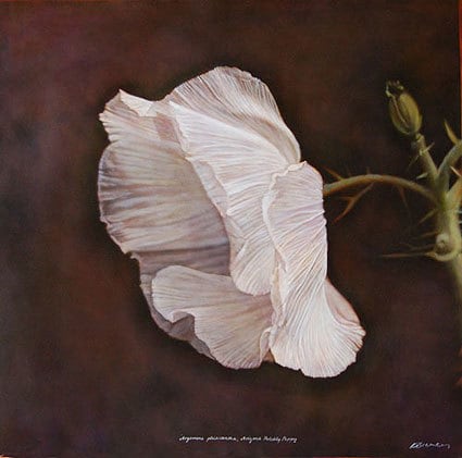 Arizona Prickly Poppy, hand-colored gelatin silver print