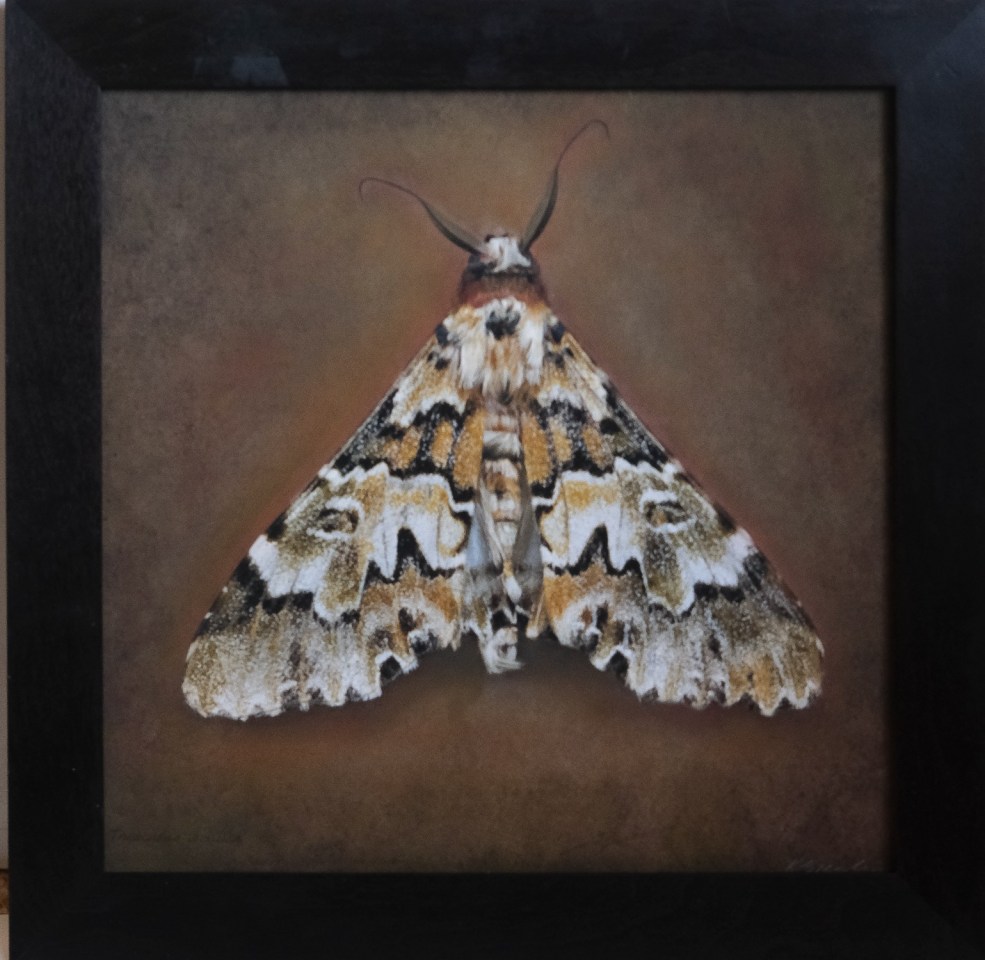 Thiacidas schuss, 2025