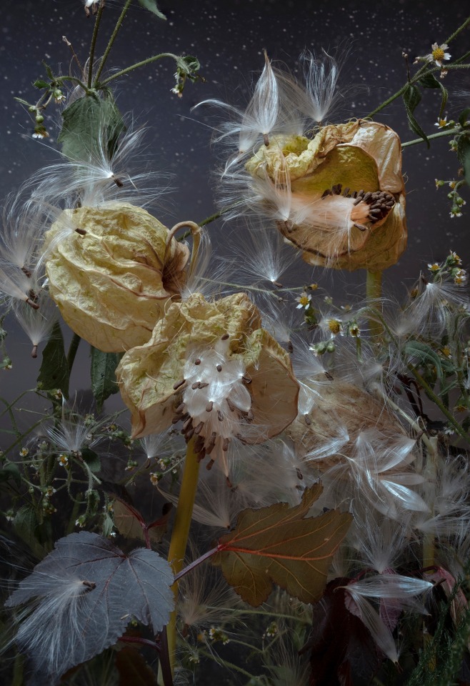 Gomphocarpus Physocarpus, 2023