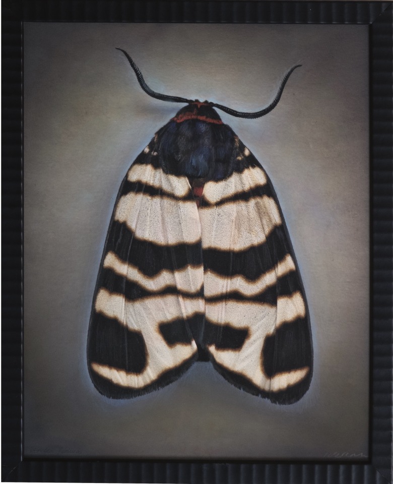 Arctic festiva I, 2024