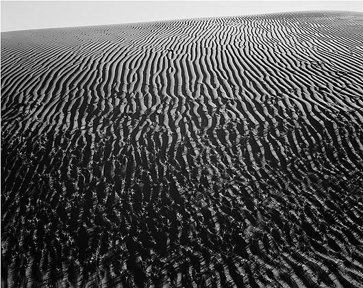 Seedlings, El Gran Desierto, Sonora, carbon pigment print, 22 x 28 inches
