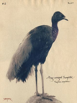 Gray-Winged Trumpeter, 2004