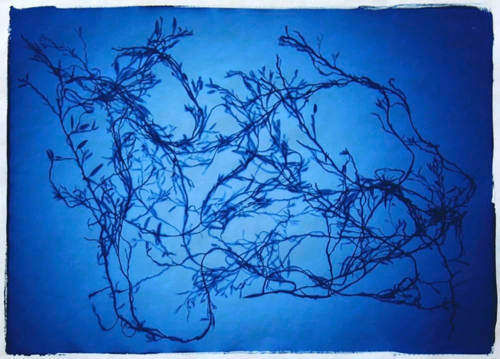 Nick Veasey Halidrys Siliquosa