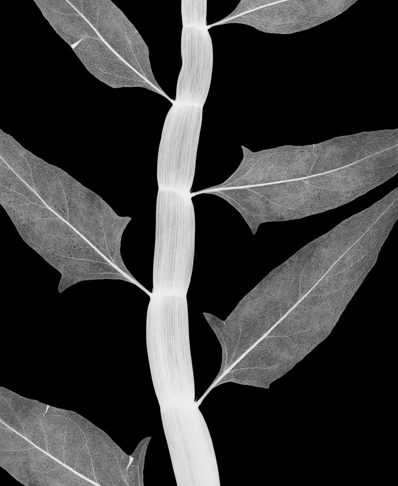 Tapeworm Plant, 1990