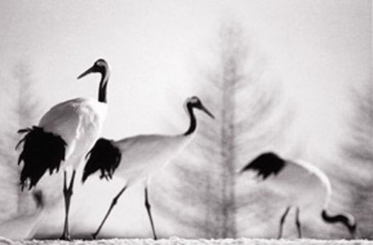 Camille Solyagua, Red Crowned Crane #14, Hokkaido, Japan, 2002, 
