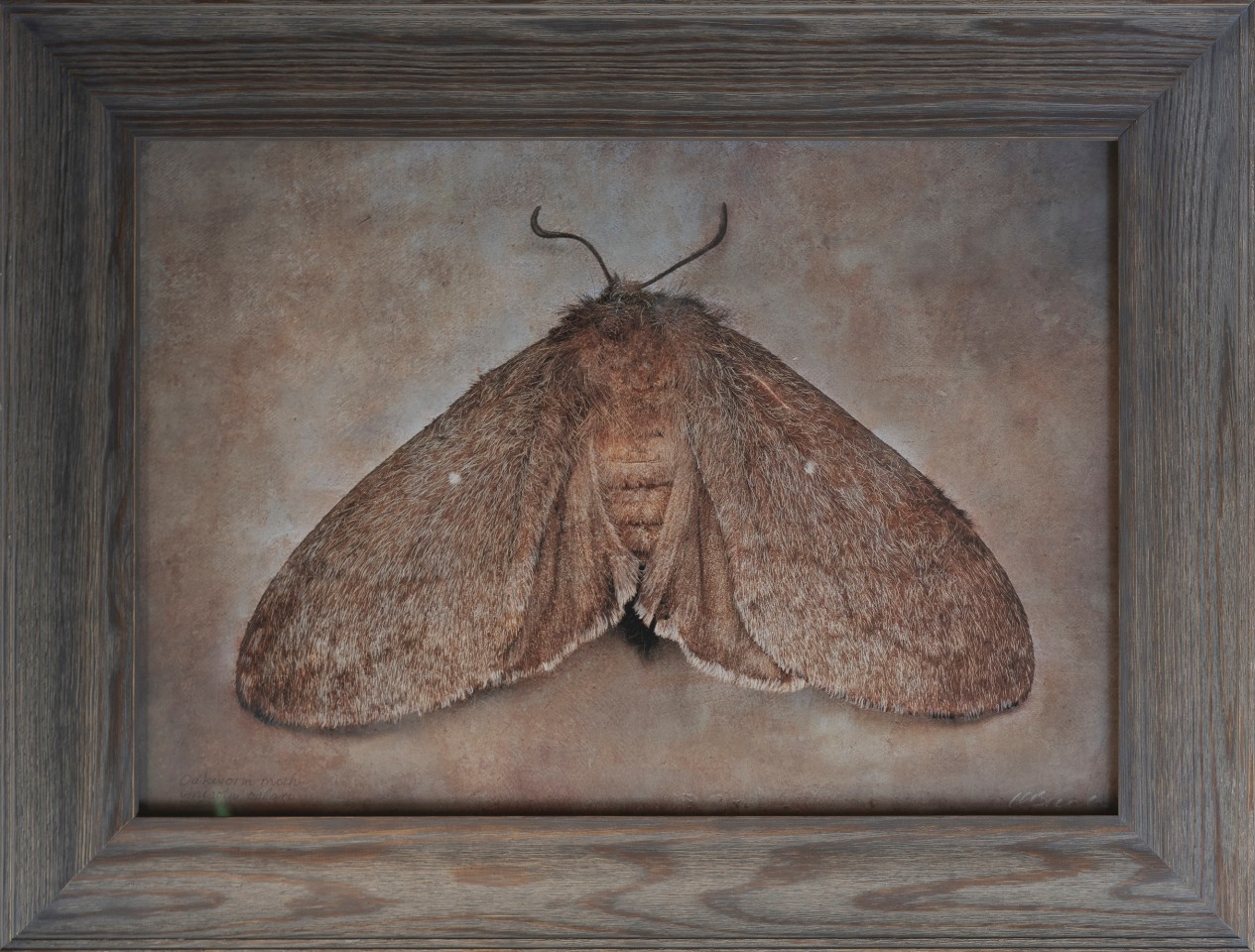 Anisota oslari, Oakworm Moth, n.d.