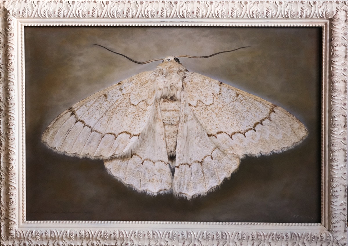 Nepytia phantasmagoria, Phantom Hemlock Looper, 2025