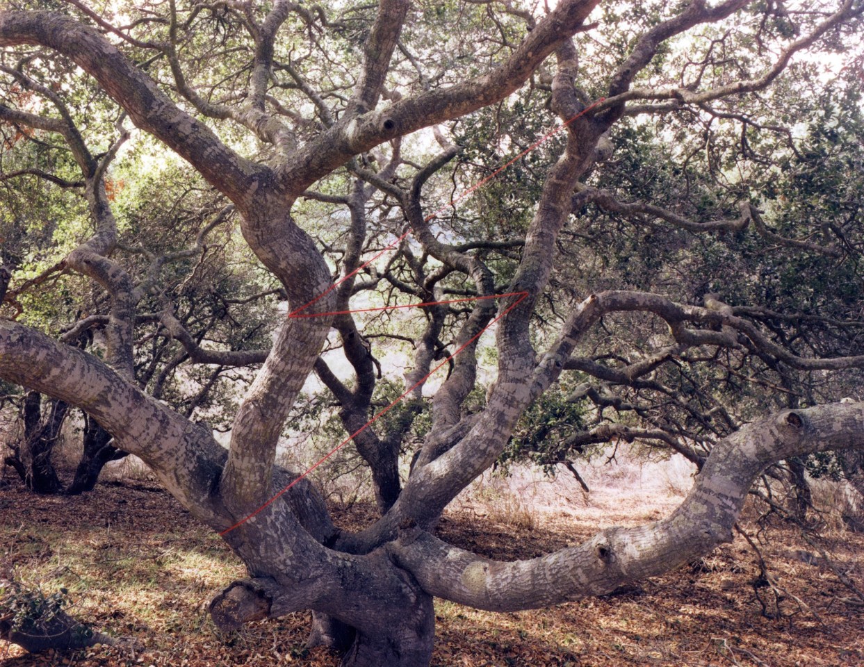 Live Oak Lightning, Lompoc, Califronia, 1978