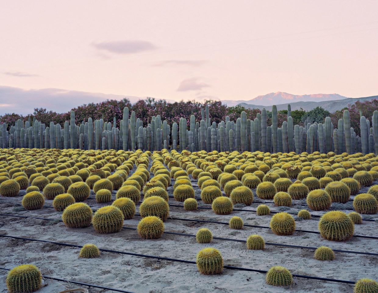 Virginia Beahan, Cactus Nursery, Seley Ranch, Borrego Springs, CA