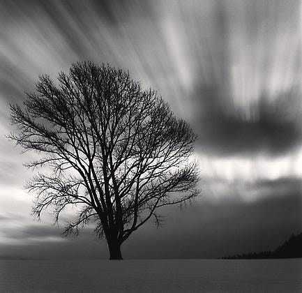 Philosopher&#039;s Tree, Study 3, Biei, Hokkaido, Japan, 2009