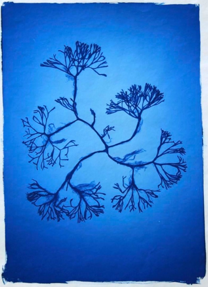 Nick Veasey Codium Fragile