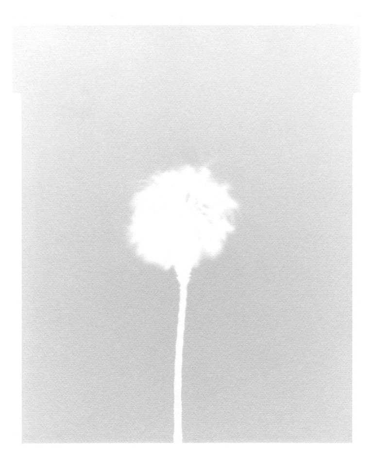 scott b. davis, washington robusta,&nbsp;from the San Diego Views Portfolio