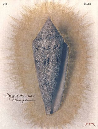 Glory-of-the-Sea Cone, 2004