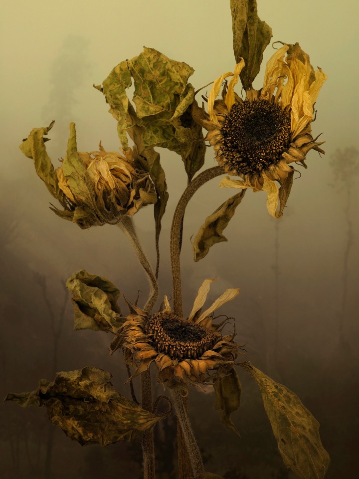 Helianthus, 2022