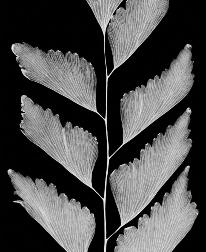 Maidenhair Fern, 1990