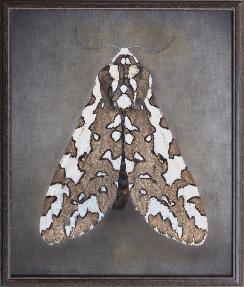 Arachnis zuni, Zuni Tiger Moth, 2025