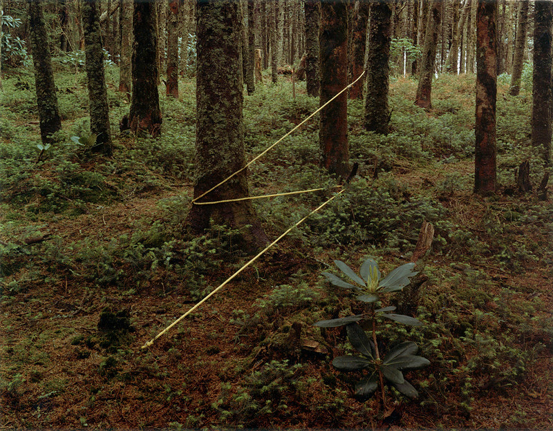 Roan Mounting Lightning, Roan Mountain, North Carolina, 1977