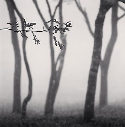 Chikui Cape Trees, Muroran, Hokkaido, Japan, 2002