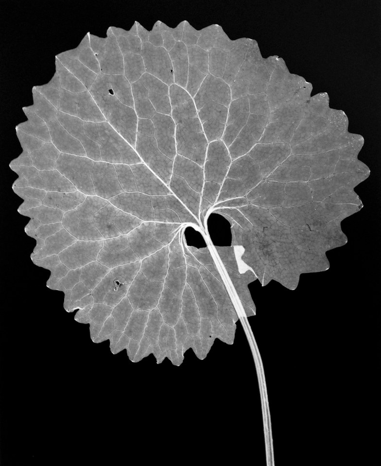 Garlic Mustard, 2014