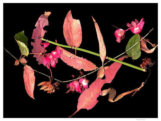 Untitled, giclée print