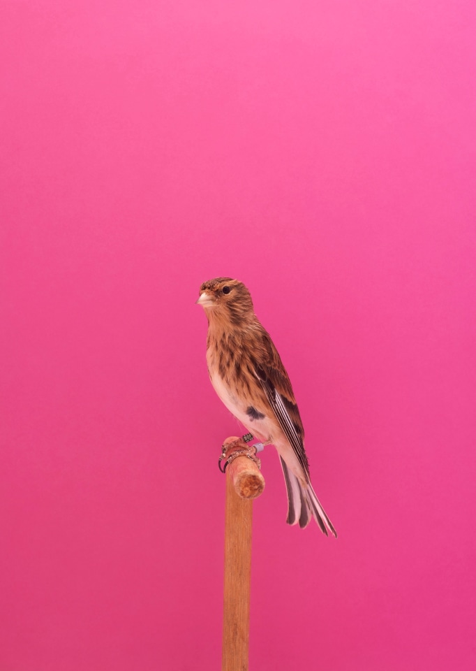 Luke Stephenson, Linnet #1