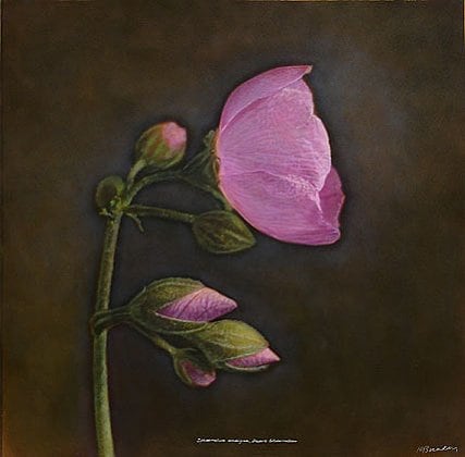 Desert Globemallow, hand-colored gelatin silver print, 32 x 32 inches