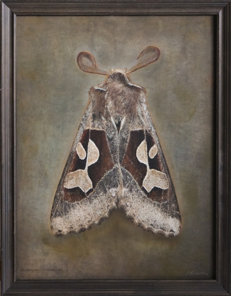 Perigrapha circumducta, 2024