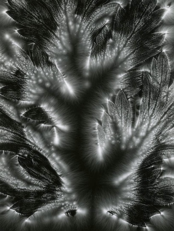 Bleeding Heart, from the Metaflora portfolio