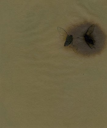 Cicada #8 photogenic drawing
