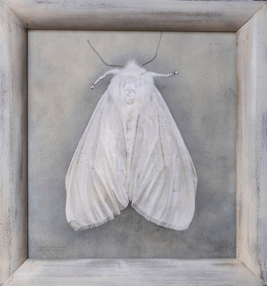 Spilosoma virginica, Virginian Tiger Moth, n.d.