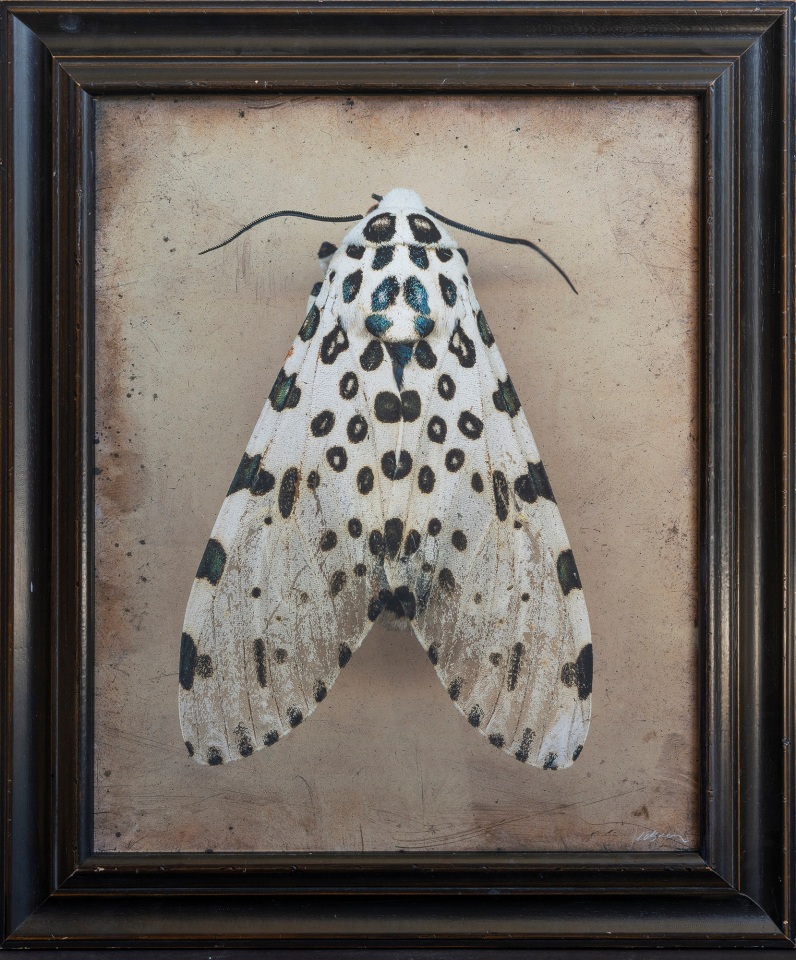 Hypercompe scribonia, Giant Leopard Moth I, n.d.