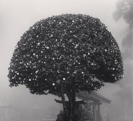 Camellia Tree, Shosanji, Tokushima, Shikoku, Japan, 2010