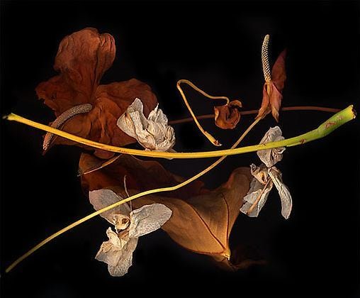 Untitled, giclée print