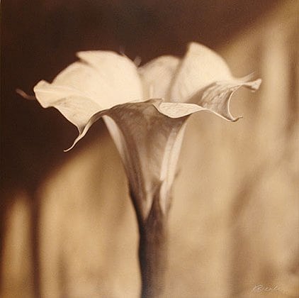 Moon Flower, Sacred Natura, hand-colored gelatin silver print