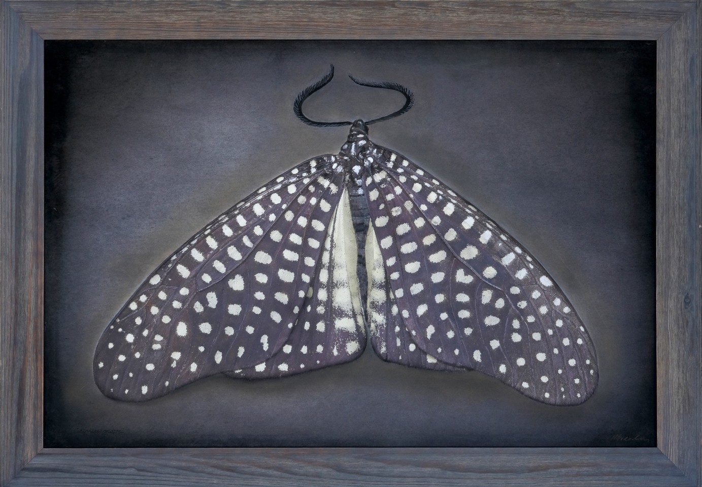 Cadphises moorei, 2024