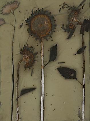 Sunflower 07-01, 2007