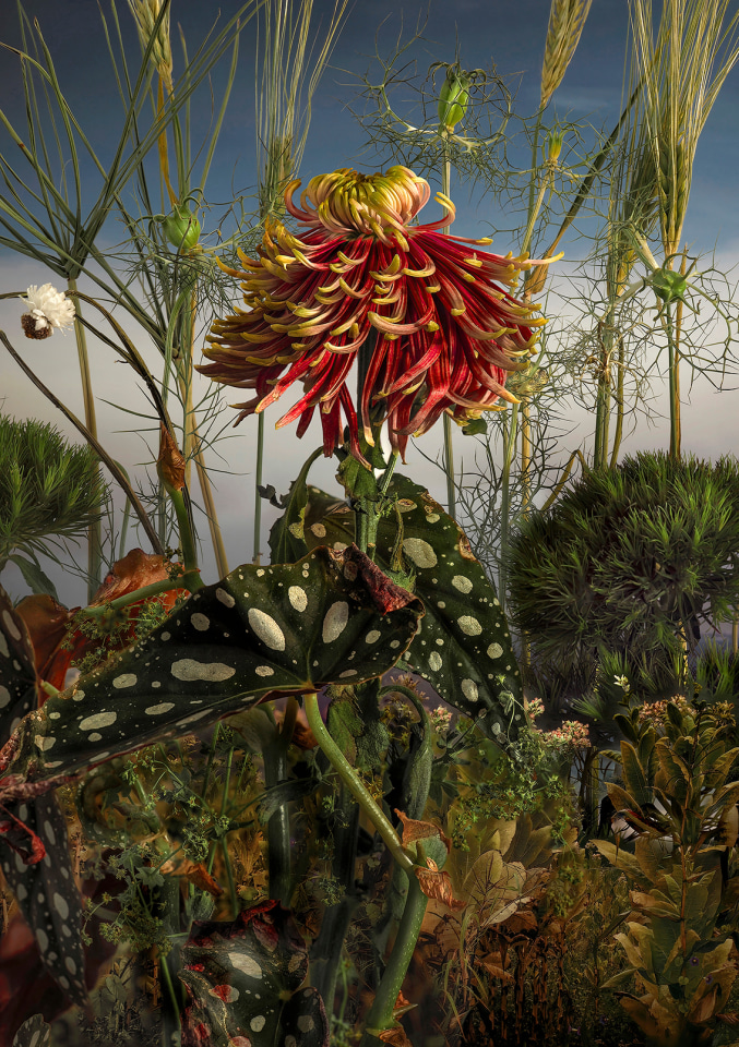 Gerbera Jamesonii Ms Daisy, 2022